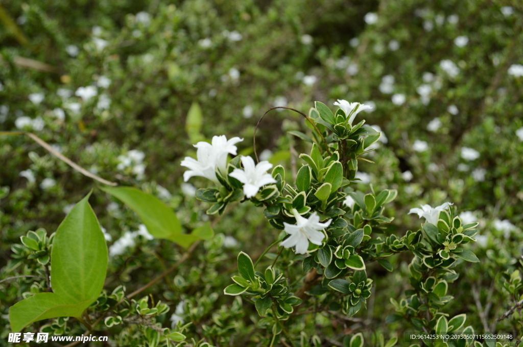 白花