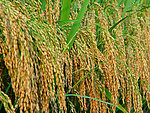 水稻高产大穗图