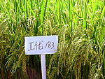 高产杂交水稻优良品种