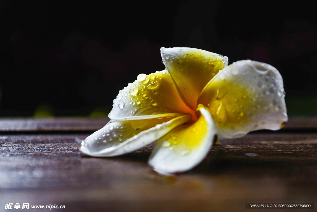 雞蛋花