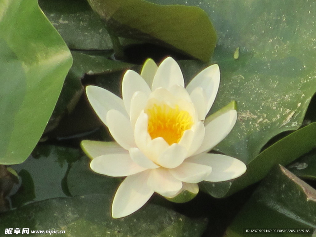 荷花 公園