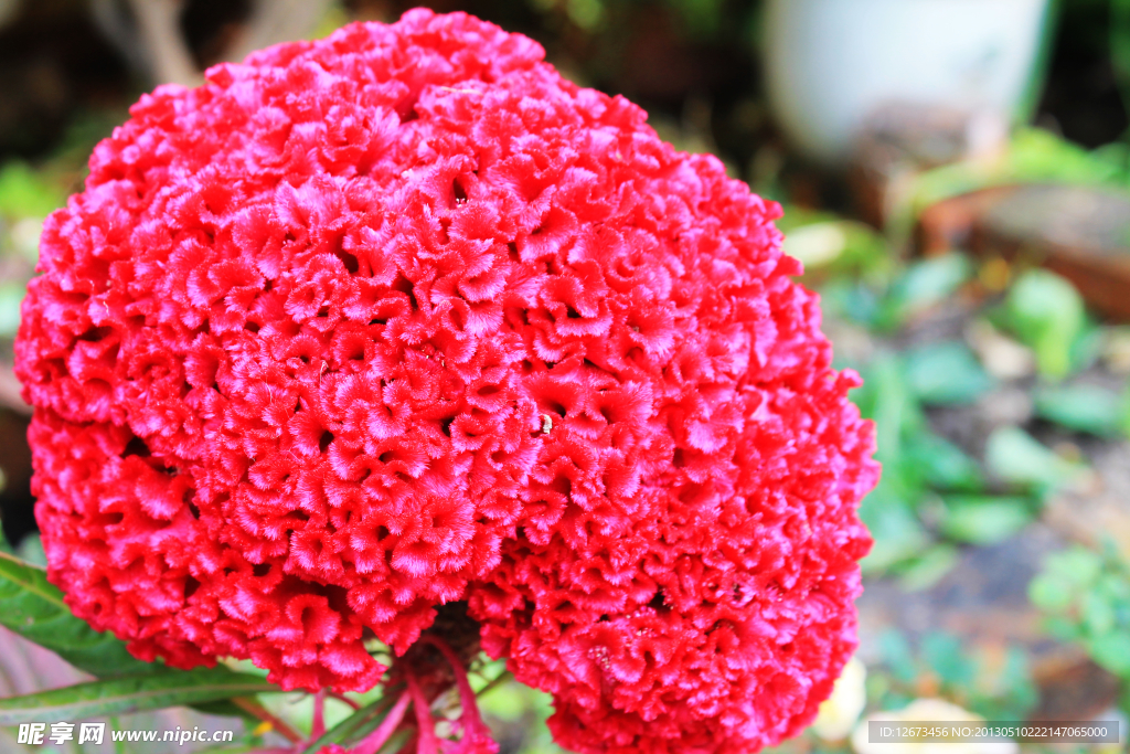 雞冠花