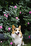 柯基犬与蔷薇花