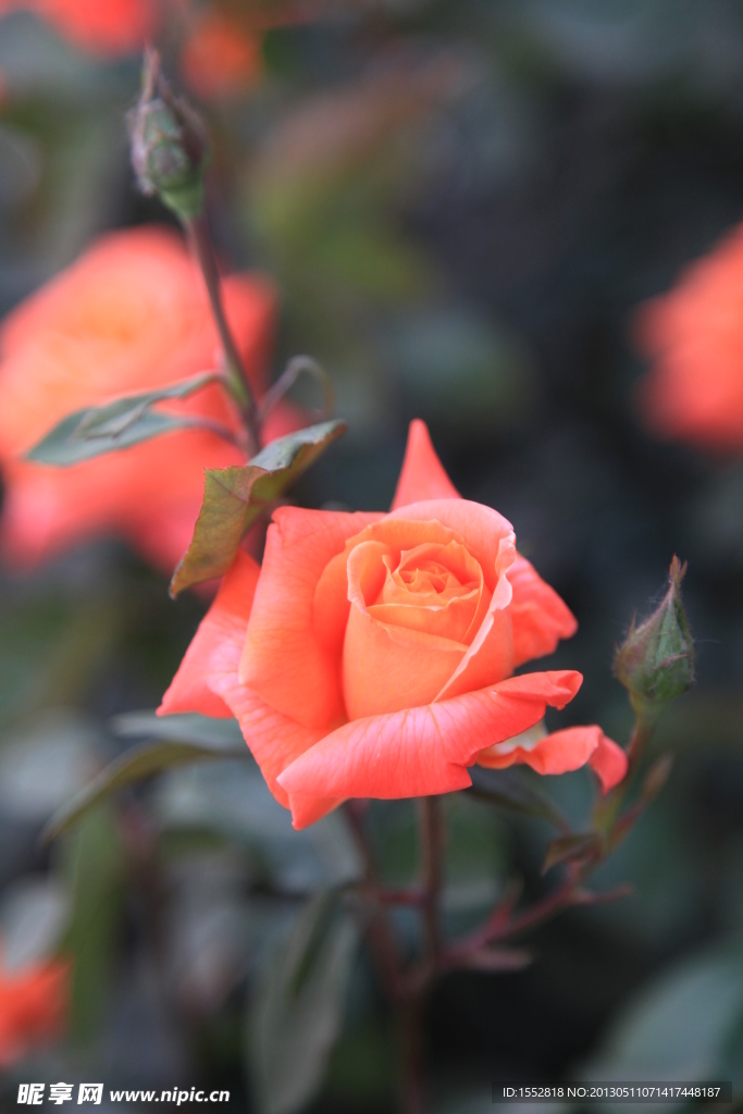 桔紅月季花