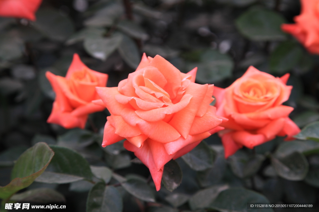 桔紅月季花