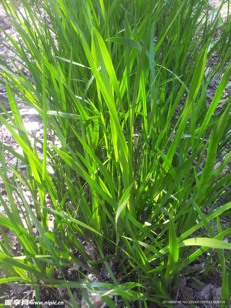 小河邊水草