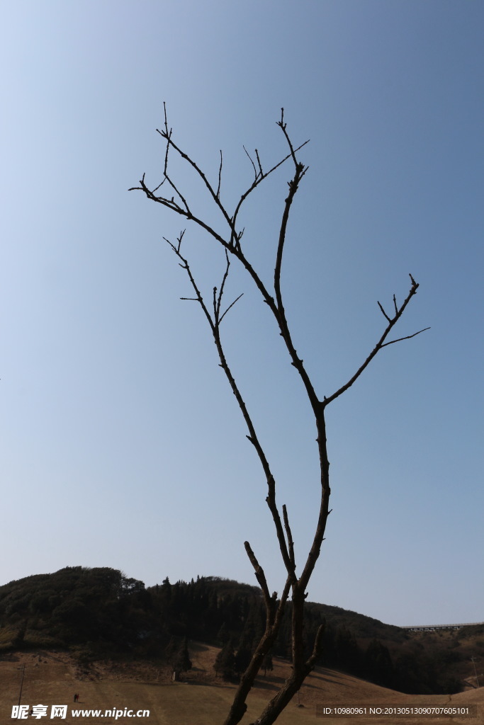 樹枝