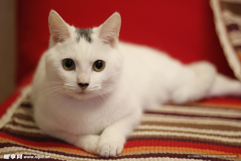 沙发 白猫