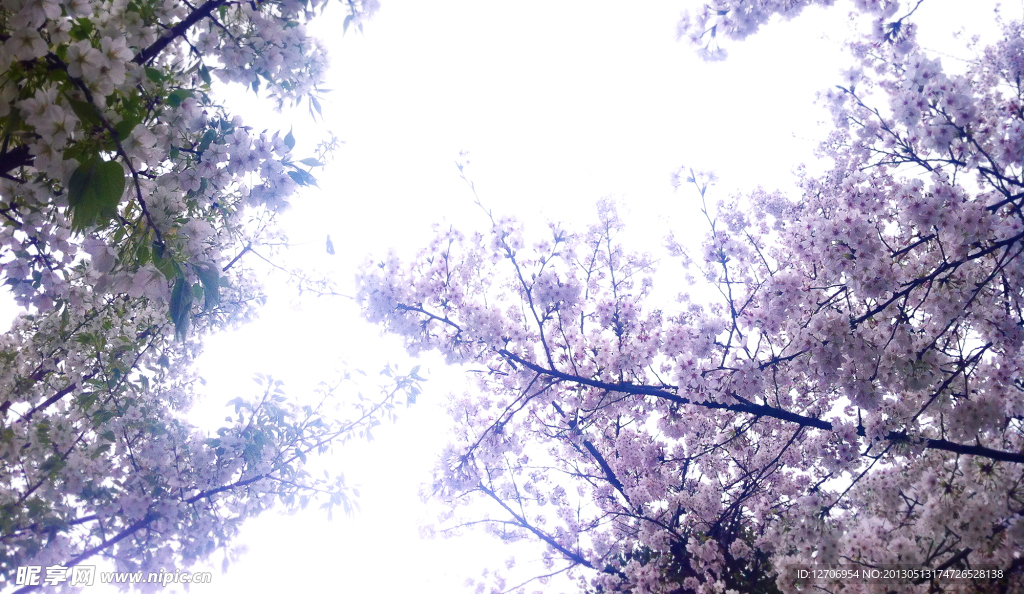 櫻花