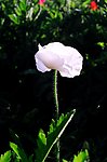 一朵妖艳的罂粟花