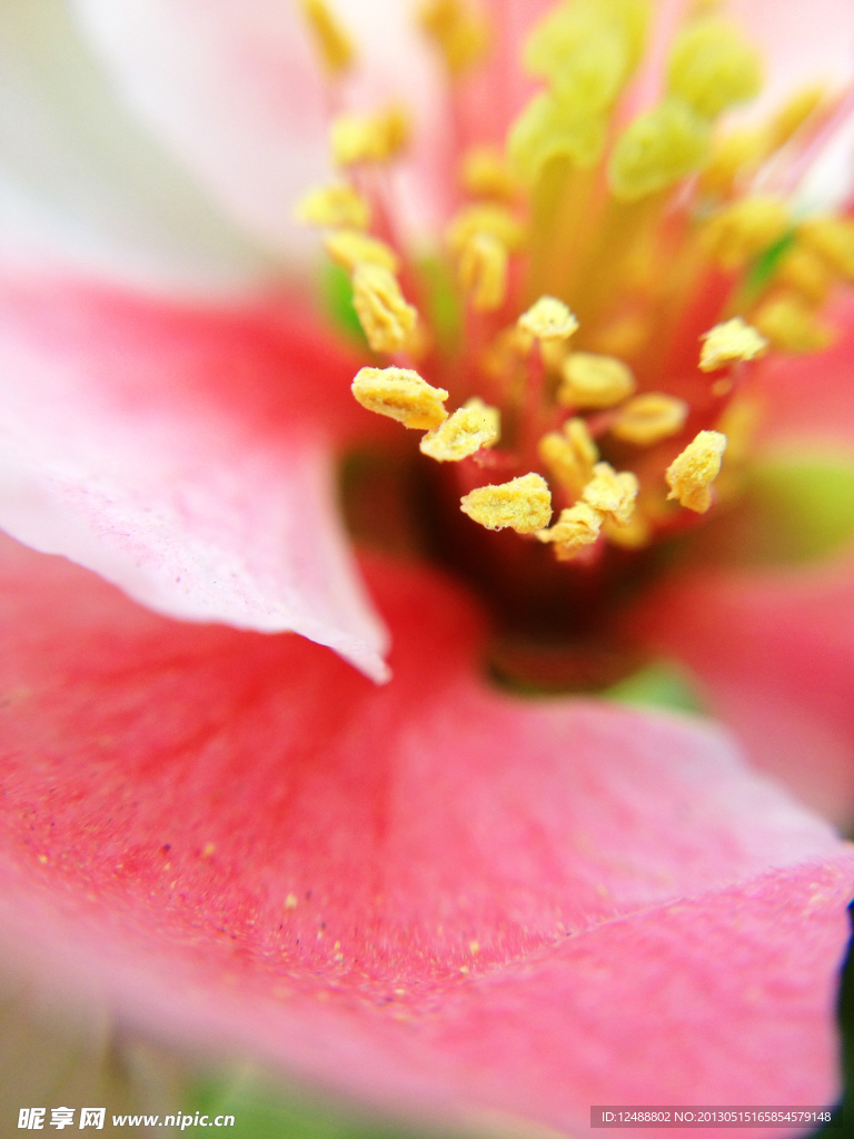 微距 梅花 花蕊