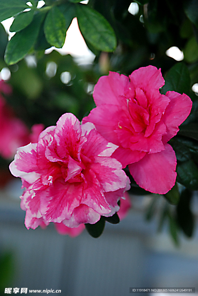 杜鵑花開