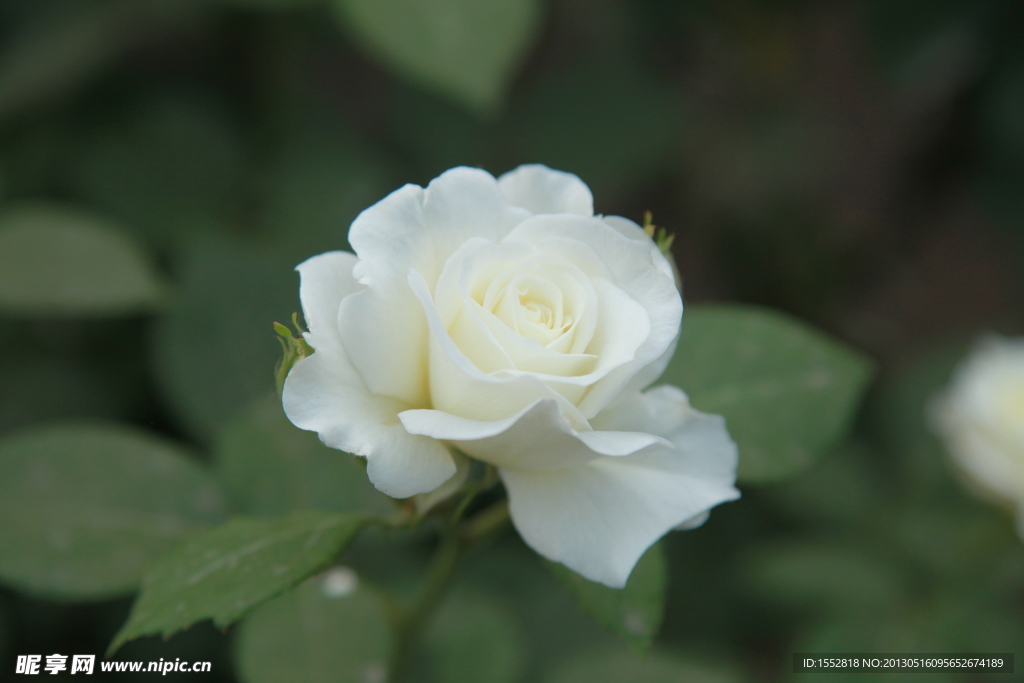 白色月季花