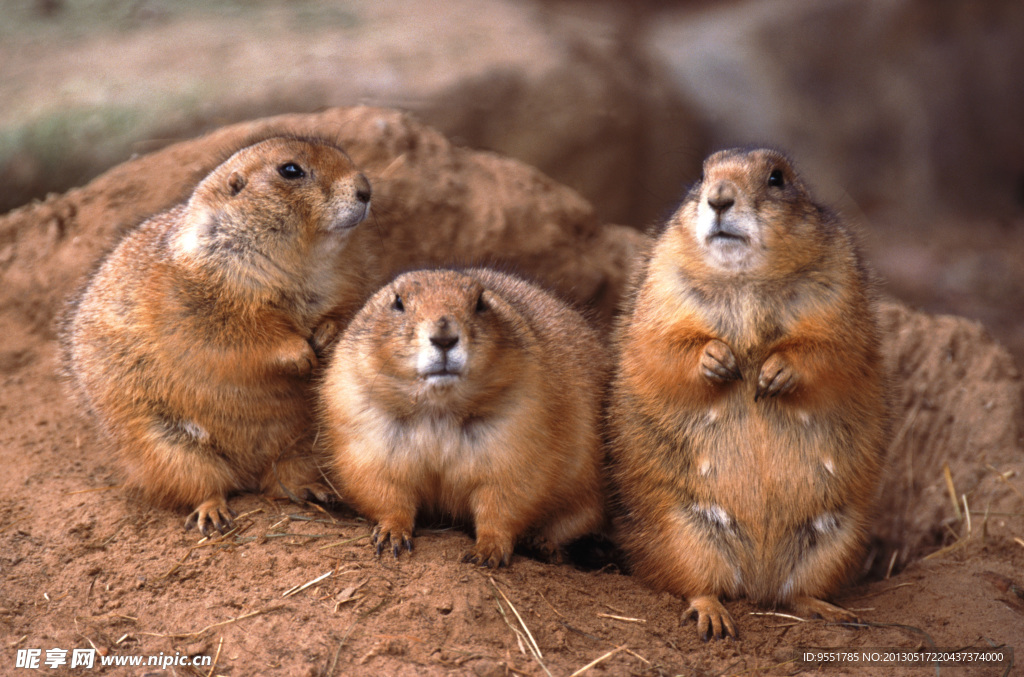 小動物