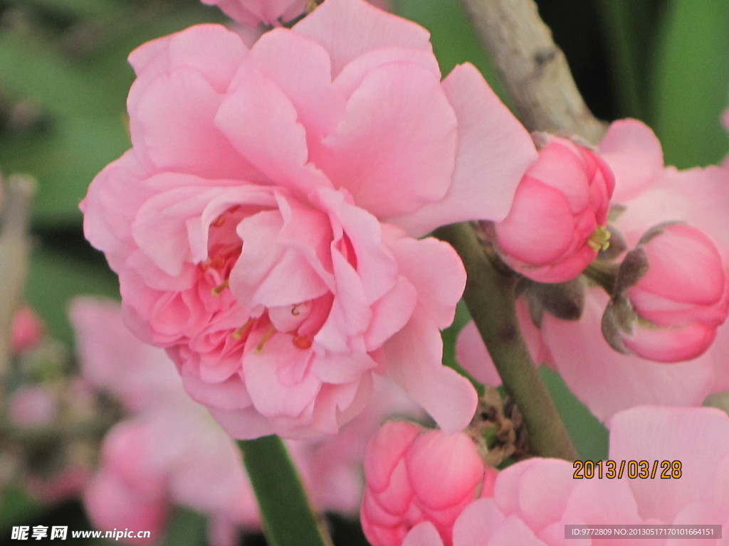 桃花