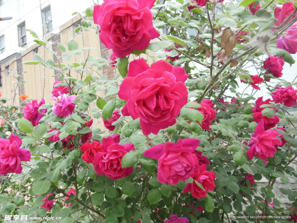 粉色月季花