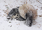 雪地大熊猫
