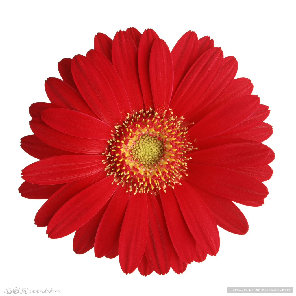 花瓣