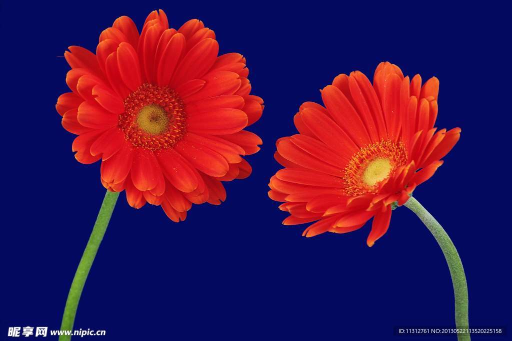 紅色的花