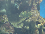 珊瑚石鱼