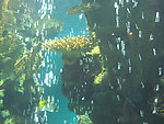 珊瑚金鱼