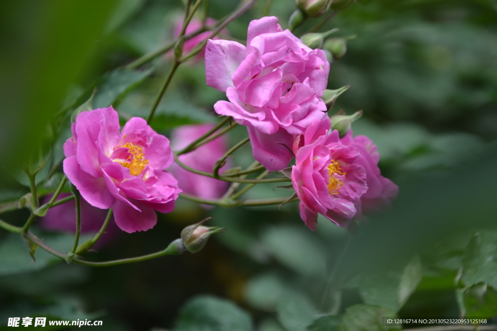 薔薇