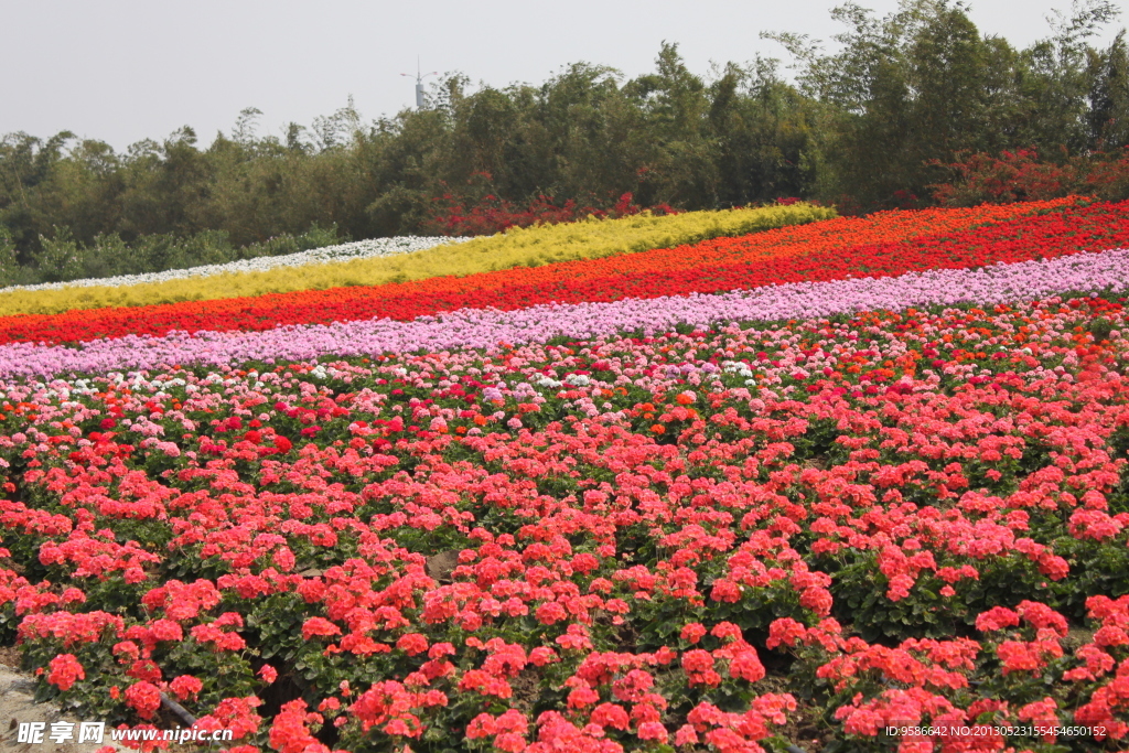 花海