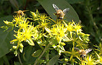 蜜蜂采花图