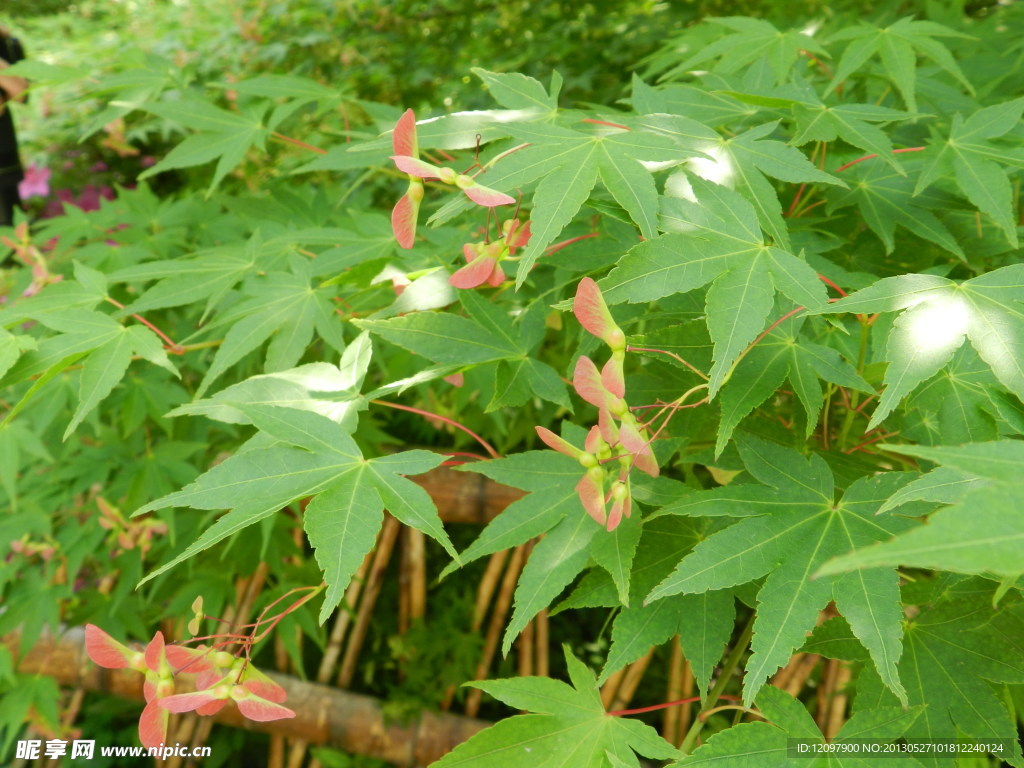樹(shù)花