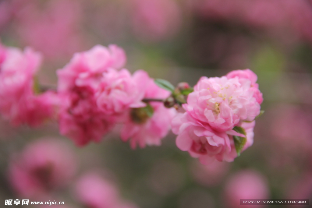 鮮花