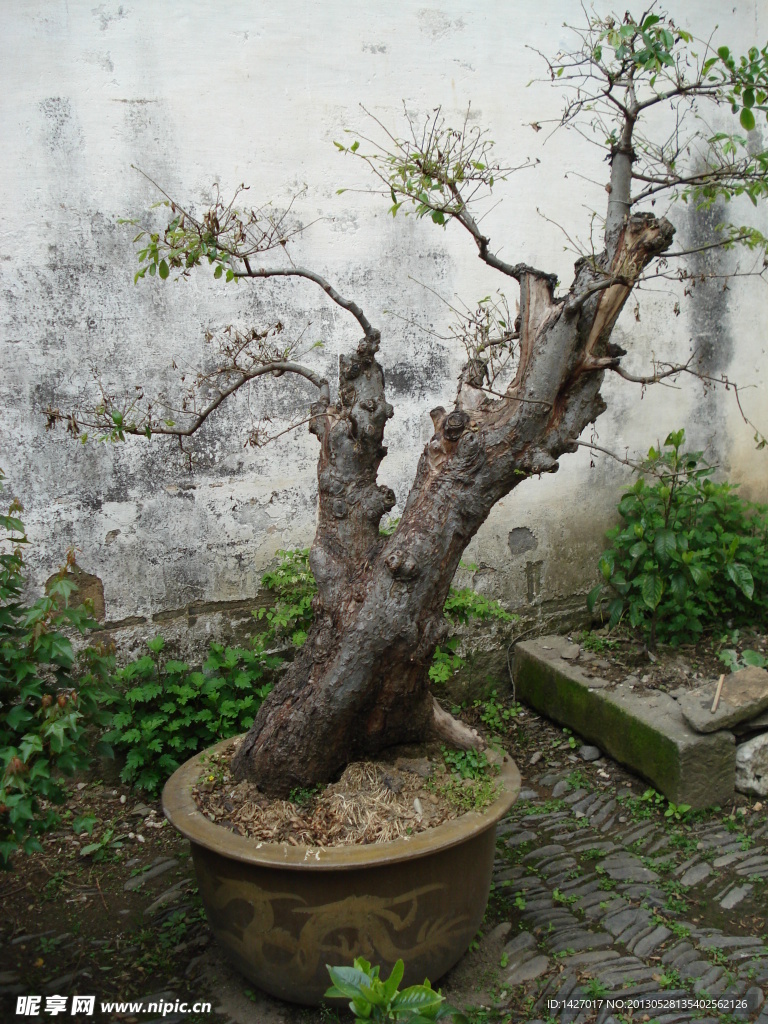 安徽宏村里的盆栽