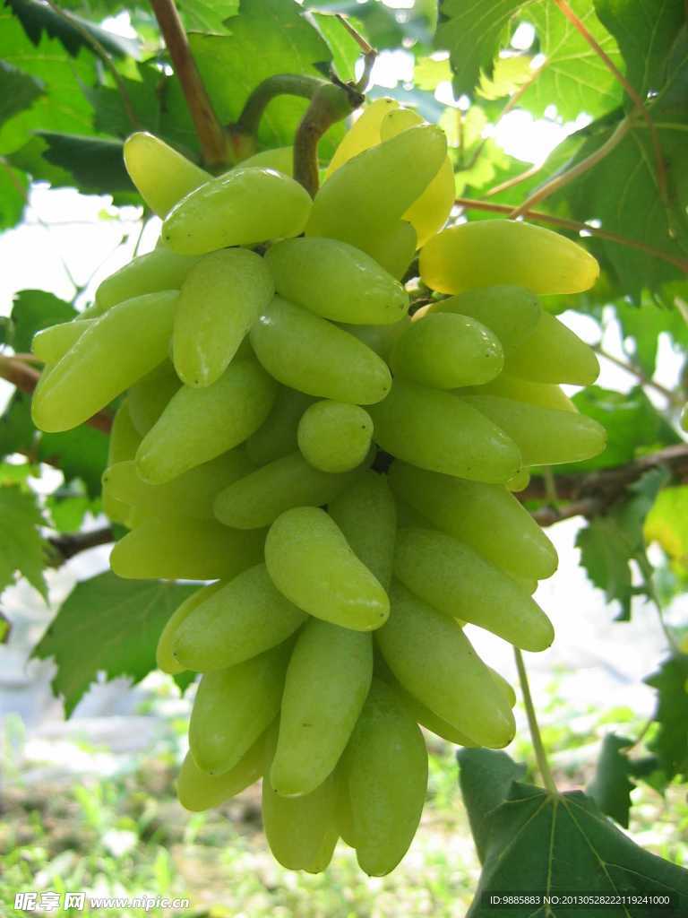 提子