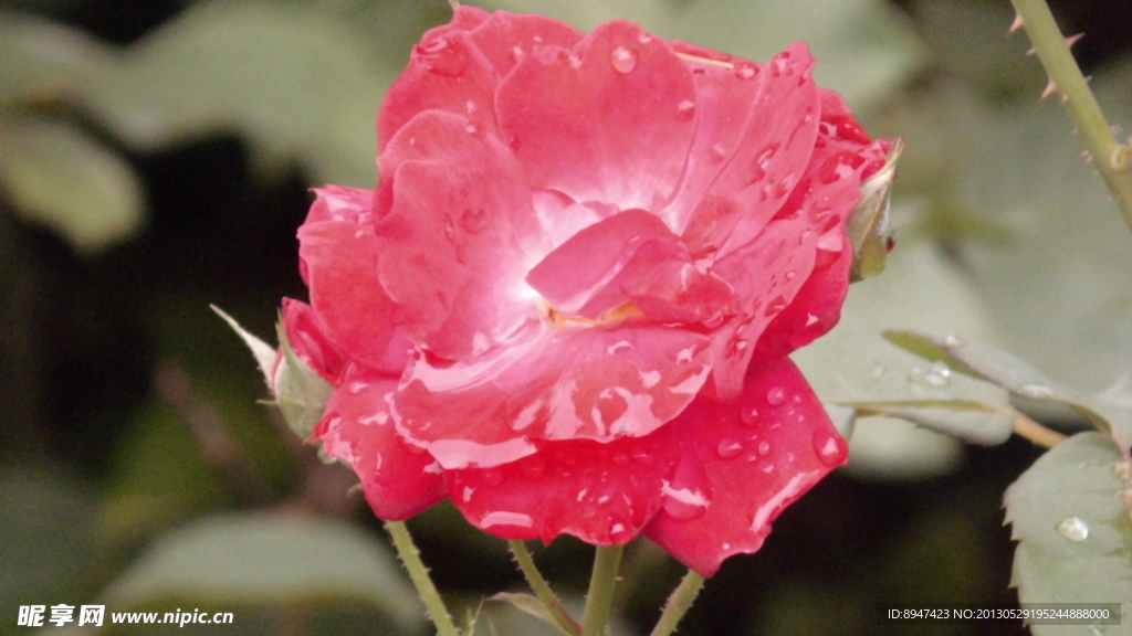 月季花