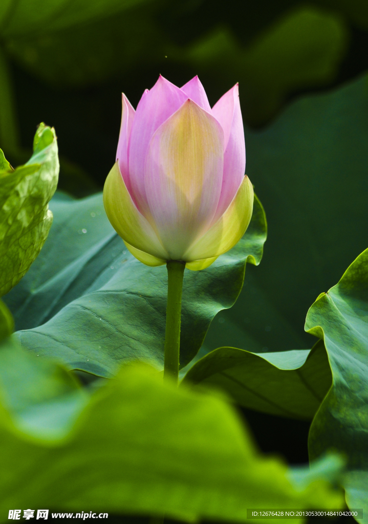 荷花