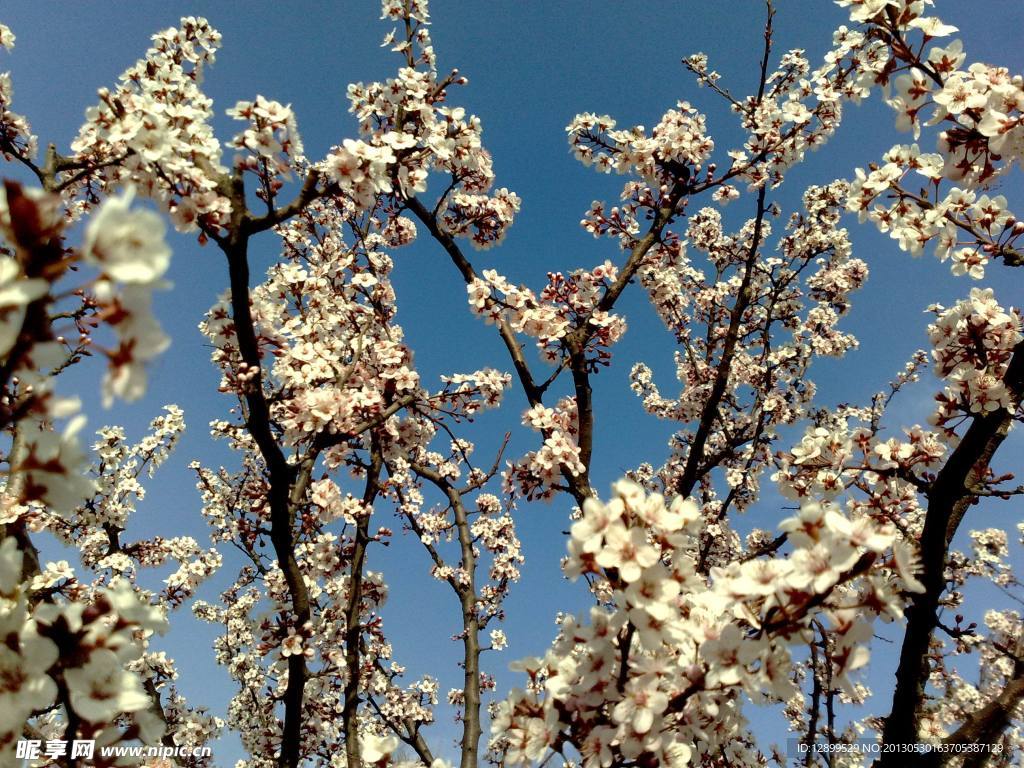 李子花