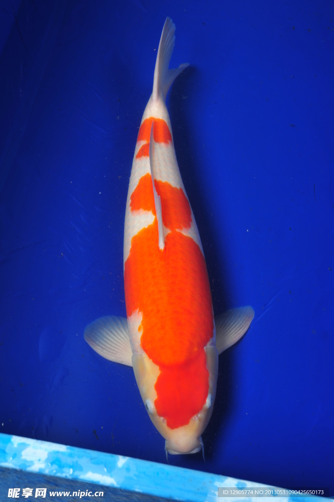 錦鯉魚