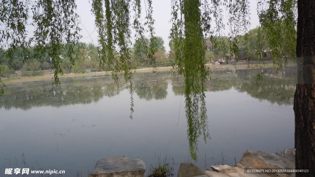 園林風(fēng)景 柳樹