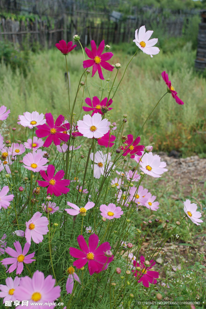 波斯菊花