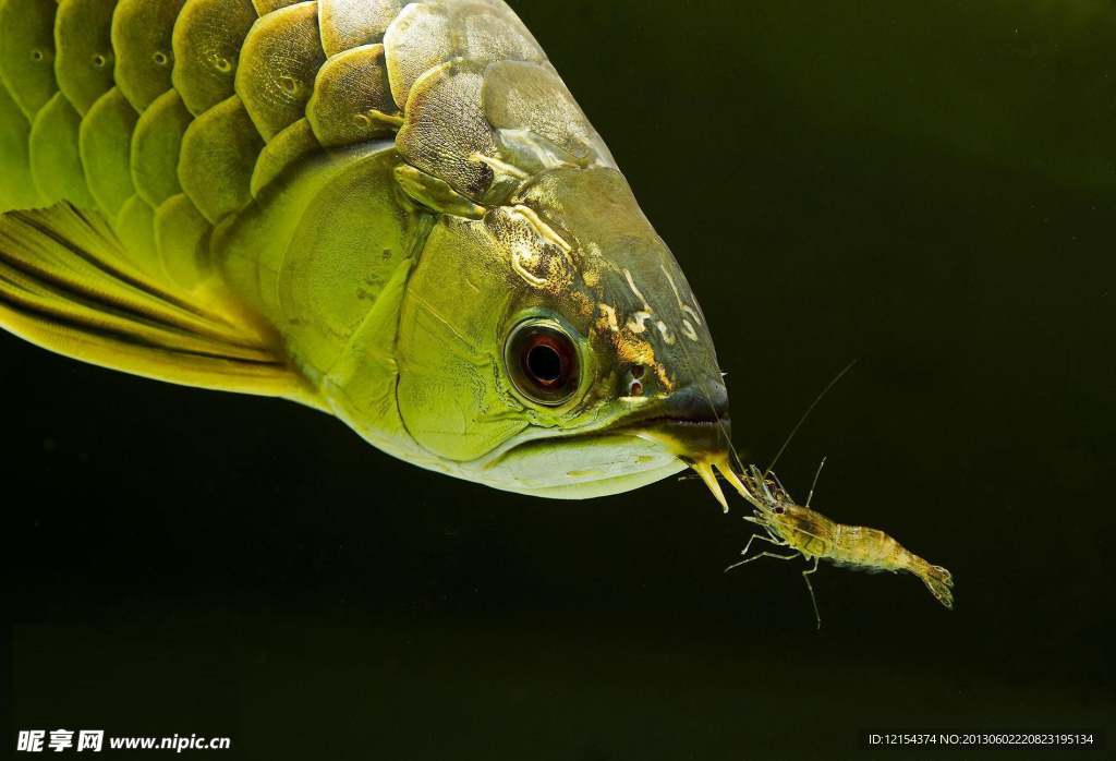 金龍魚