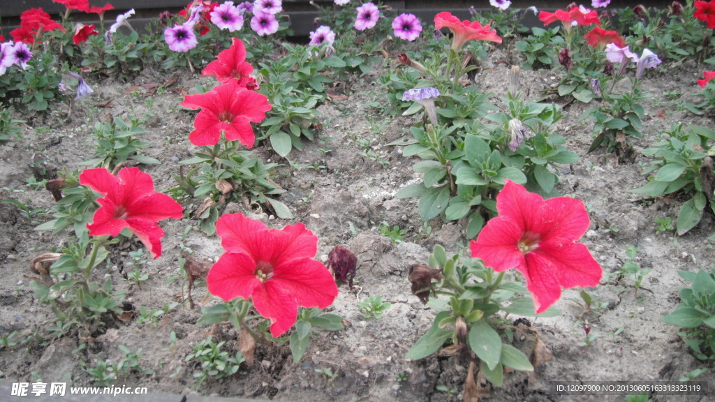 零散的花兒