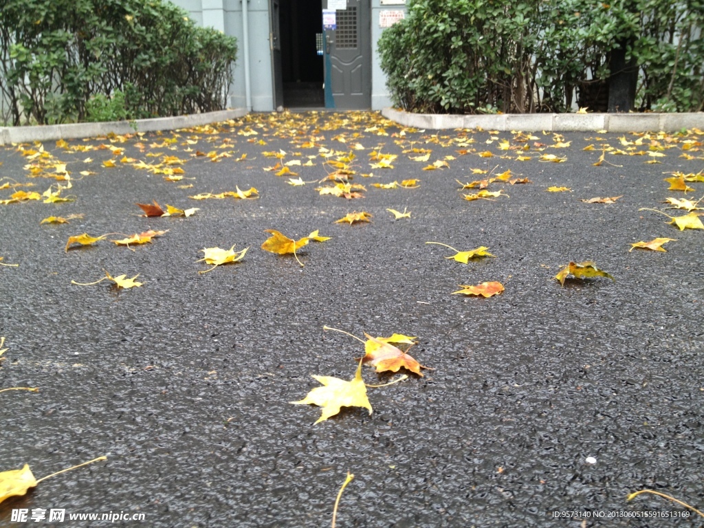 落葉 楓葉 紅葉