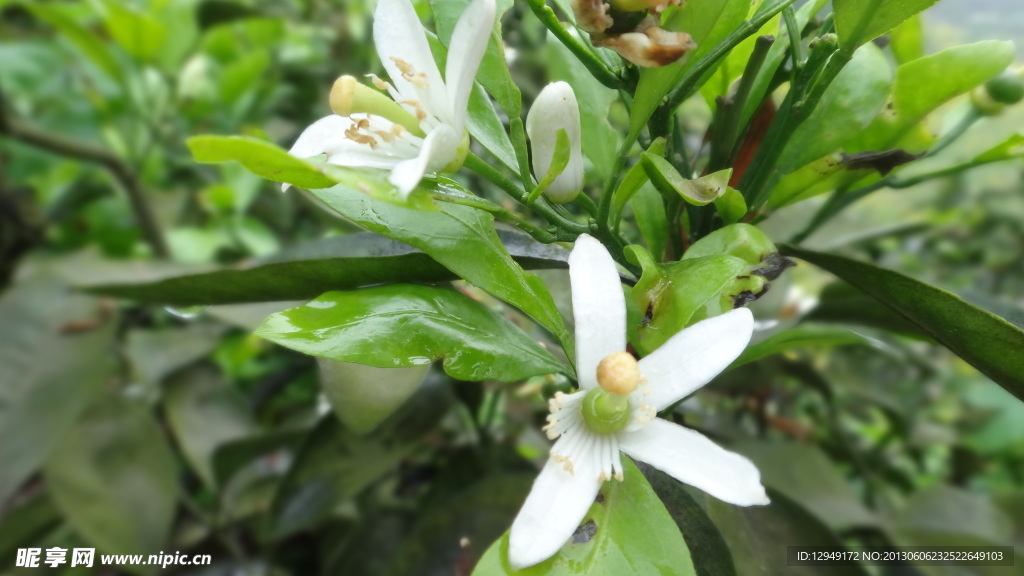 橘子花