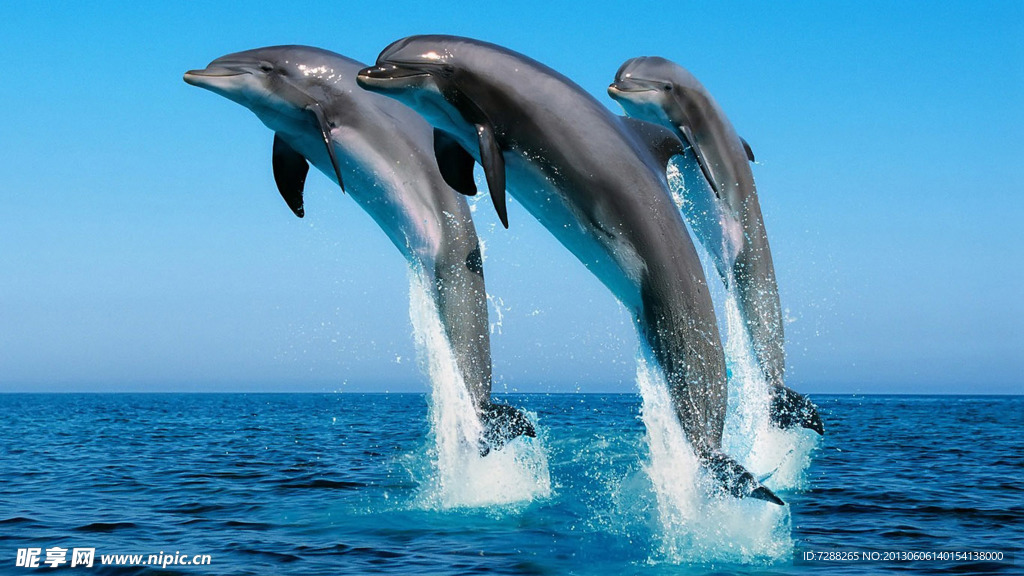 海豚