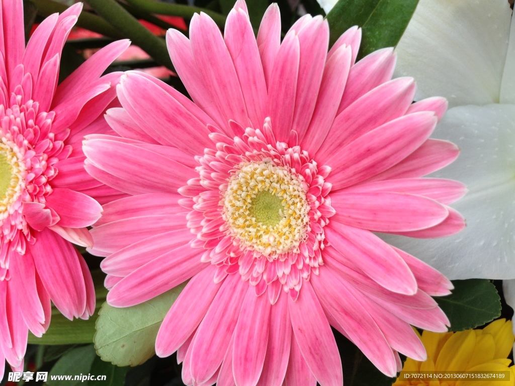 太陽花