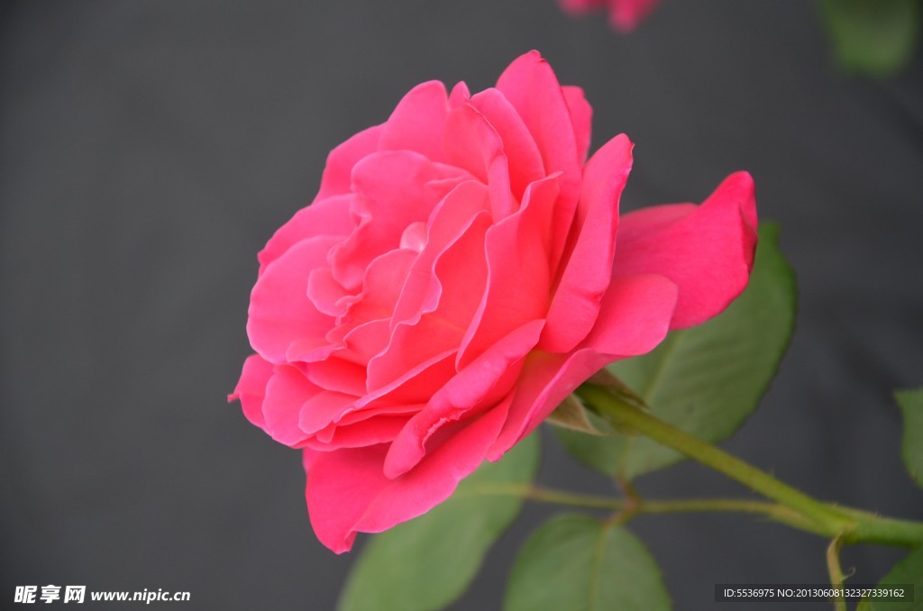 月季花