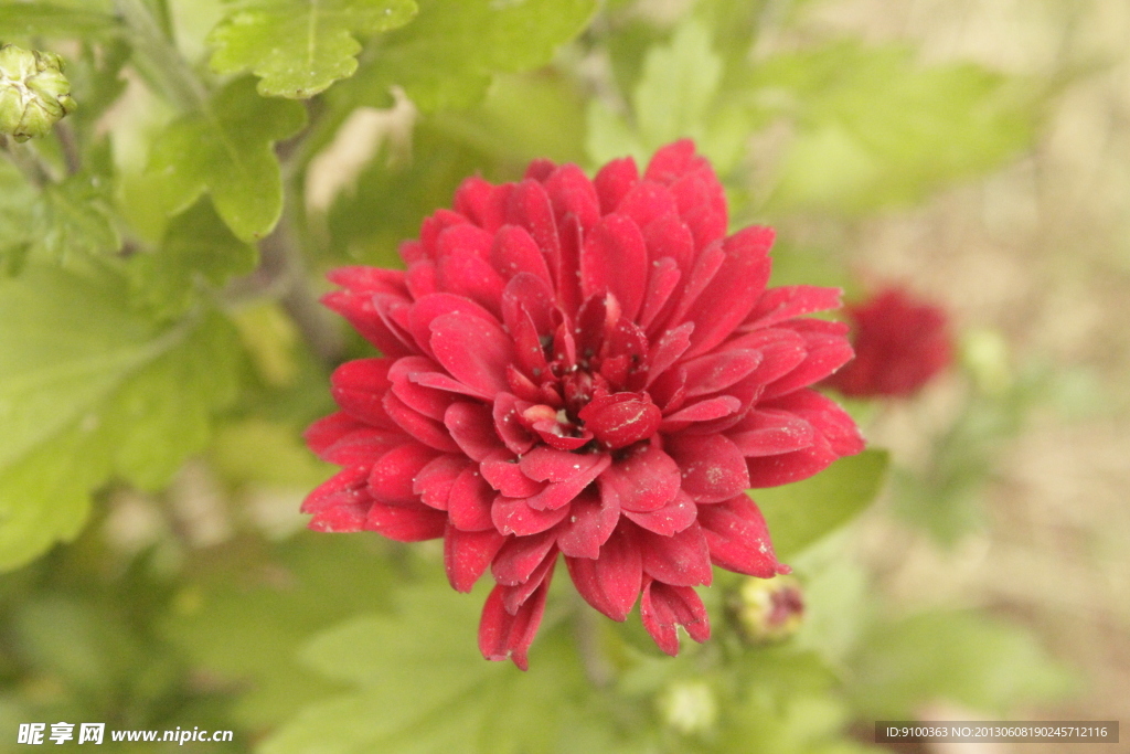 菊花