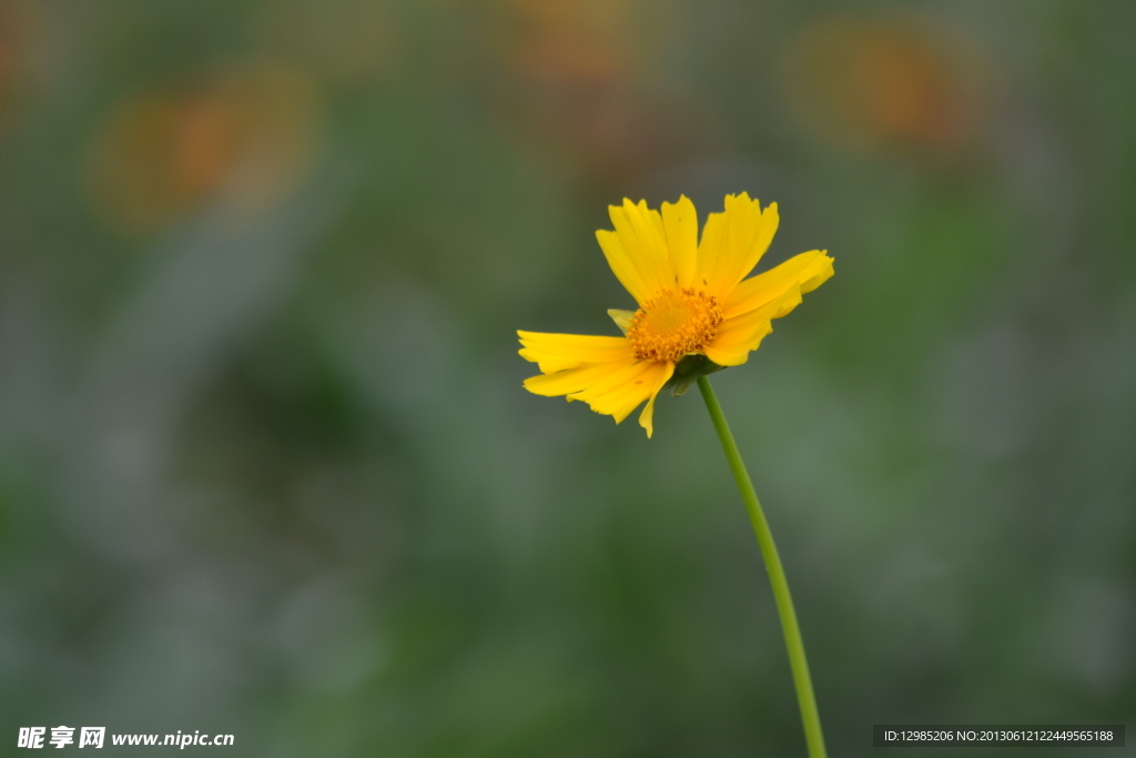 小黃花