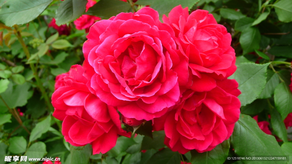 紅色薔薇花
