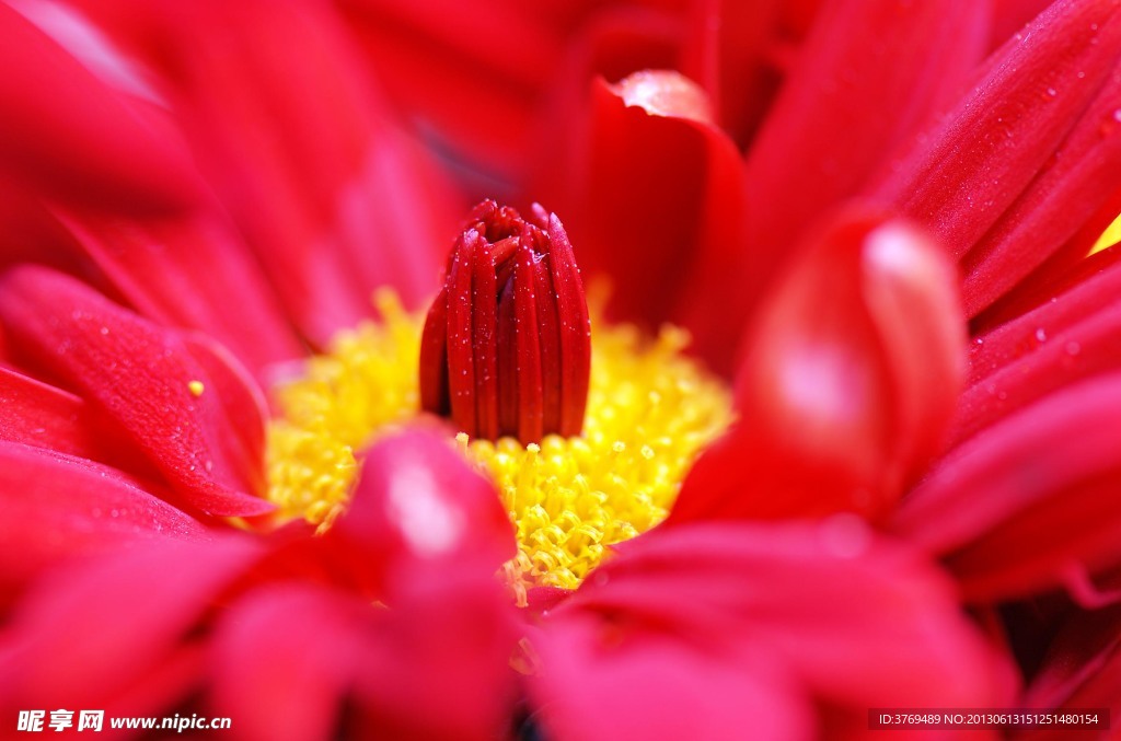 小菊花