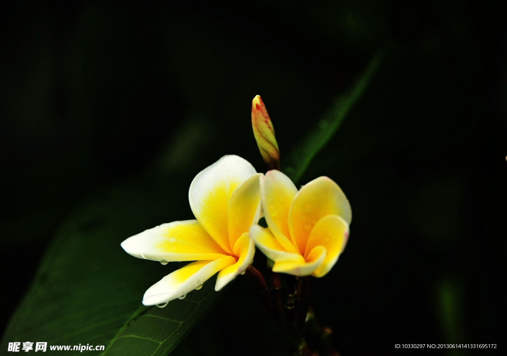 雞蛋花
